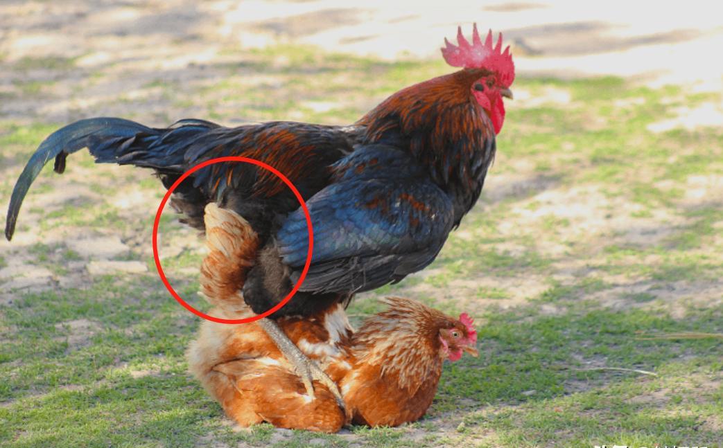 母鸡不用交配，天天在下蛋，那公鸡存在有啥用？...