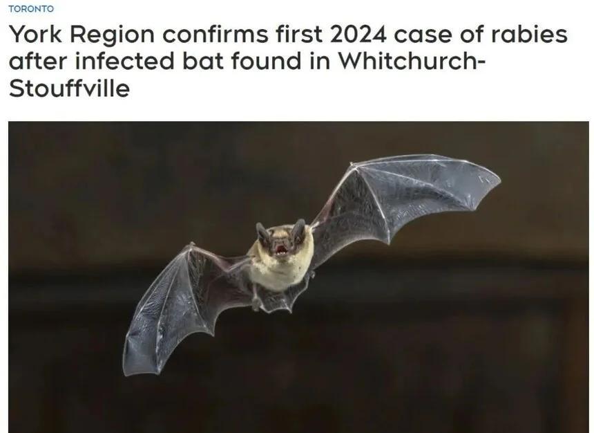 蝙蝠身上带有4000多种病毒，为什么人类却只感染少数病毒？