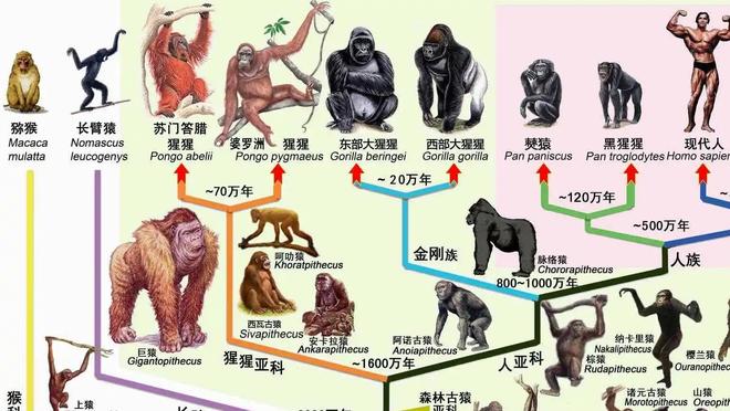 再过几十万年,地球上会出现两种或者多种生殖隔离的人...