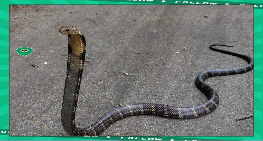 一条10米长眼镜王蛇和一条12米长菜花蛇相遇，谁更...