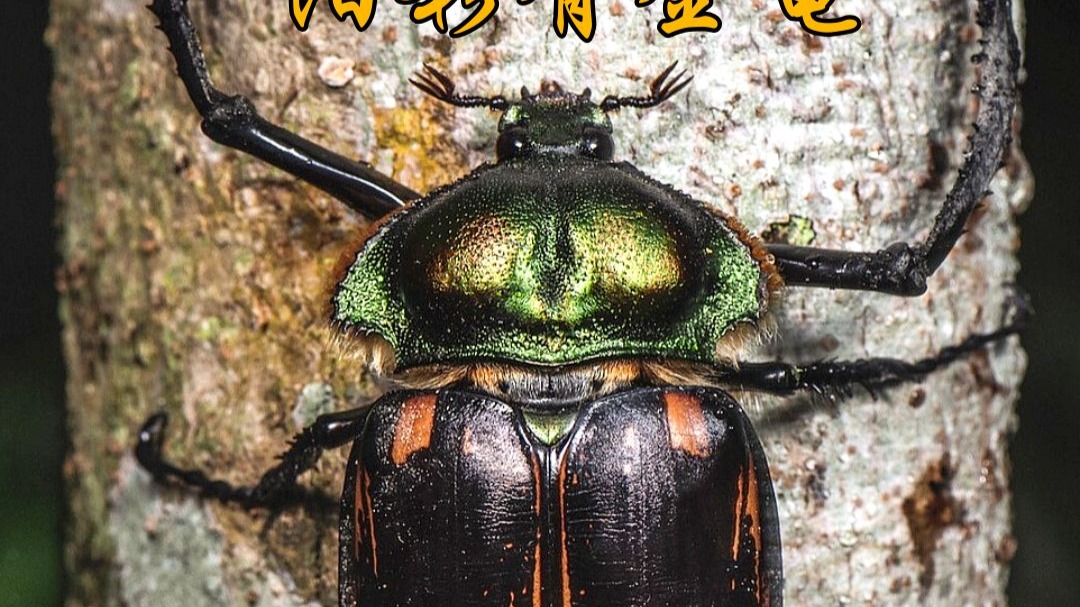 阳彩臂金龟再现,曾在1982年被宣布灭绝,消失物种...