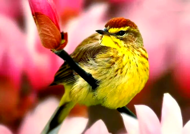 为什么说布谷鸟很“残忍”？...