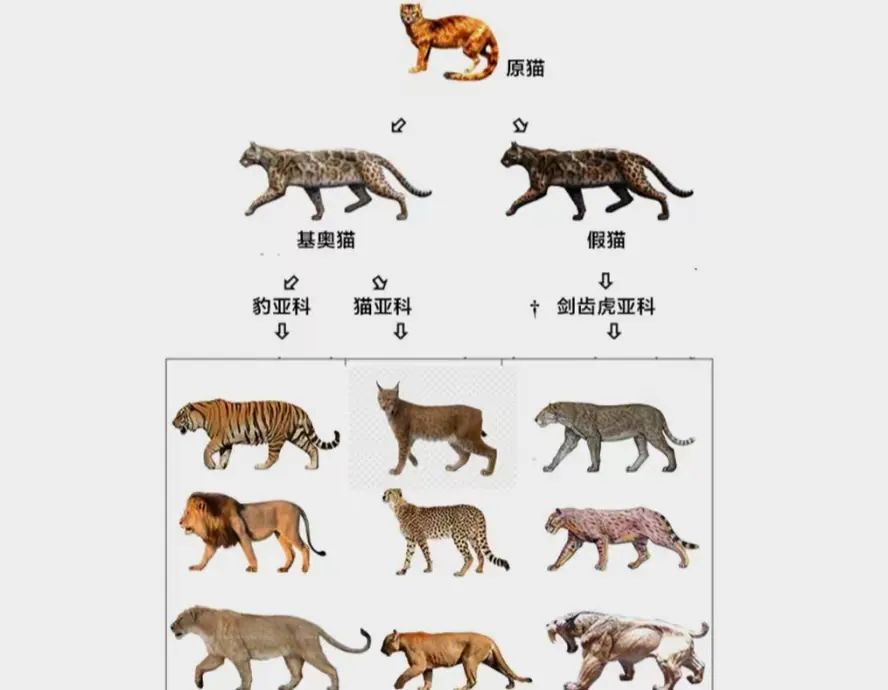 狮虎兽和虎狮兽到底有什么区别？你知道吗？