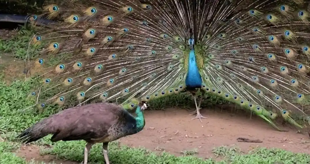 自然界中的雄性，普遍比雌性漂亮，为何人类不遵循这个...