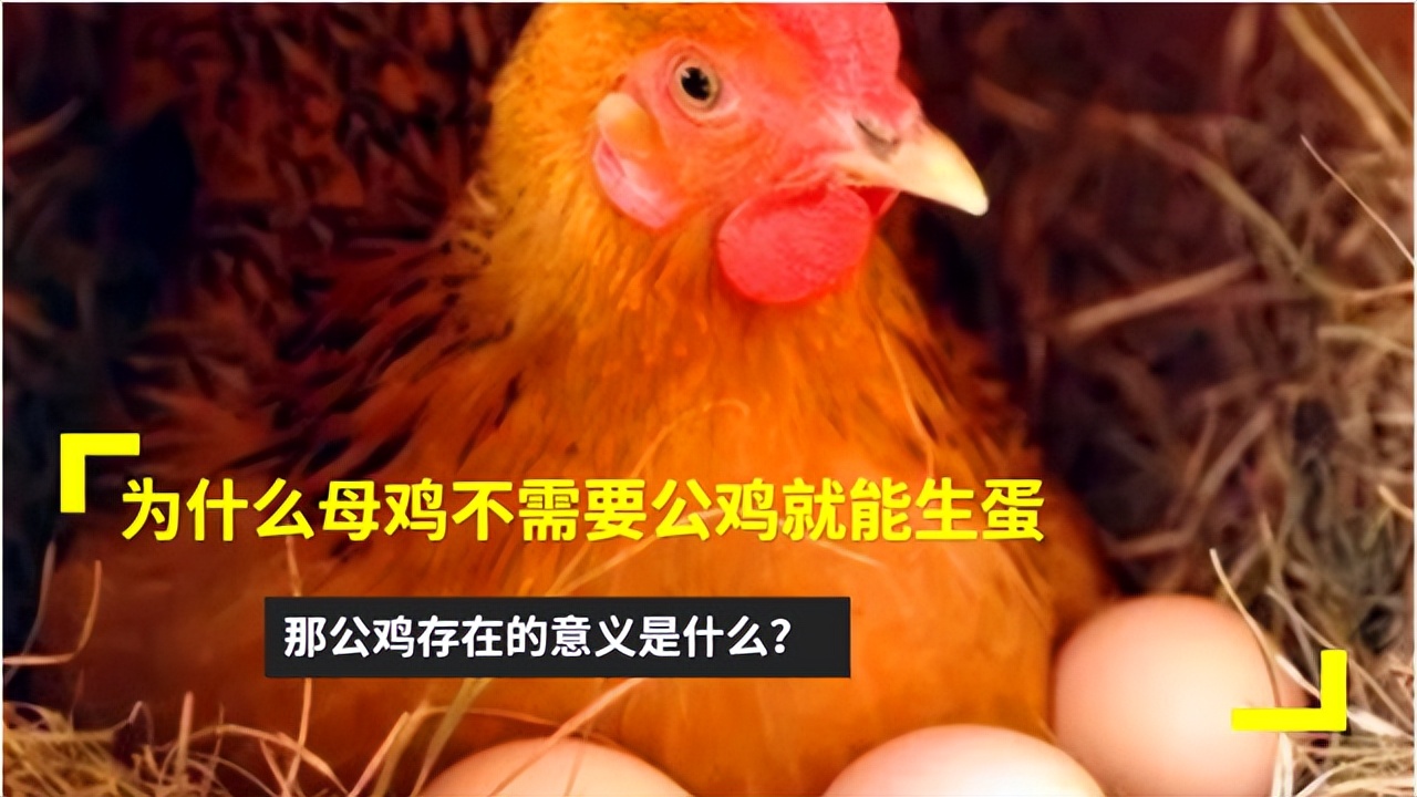 母鸡不交配就能下蛋 公鸡存在的意义是什么