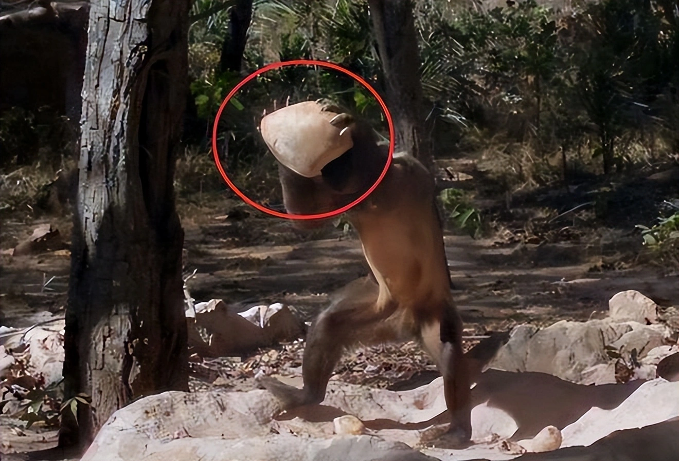 巴拿马猴砸坚果,就进入石器时代了?网友:村里的猴还...