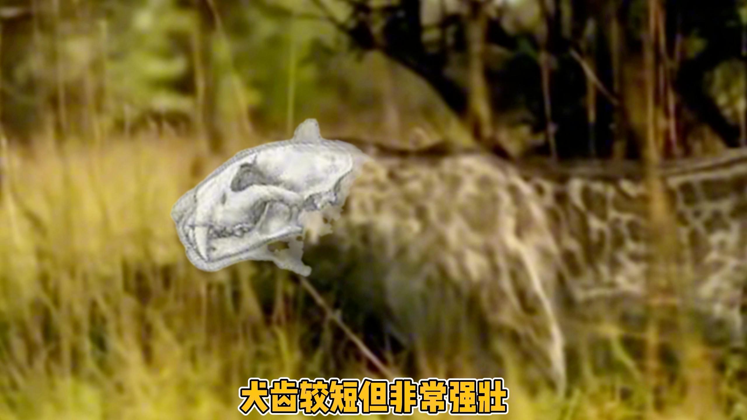 人类真的没有天敌吗？揭秘背后的真相让你大开眼界！