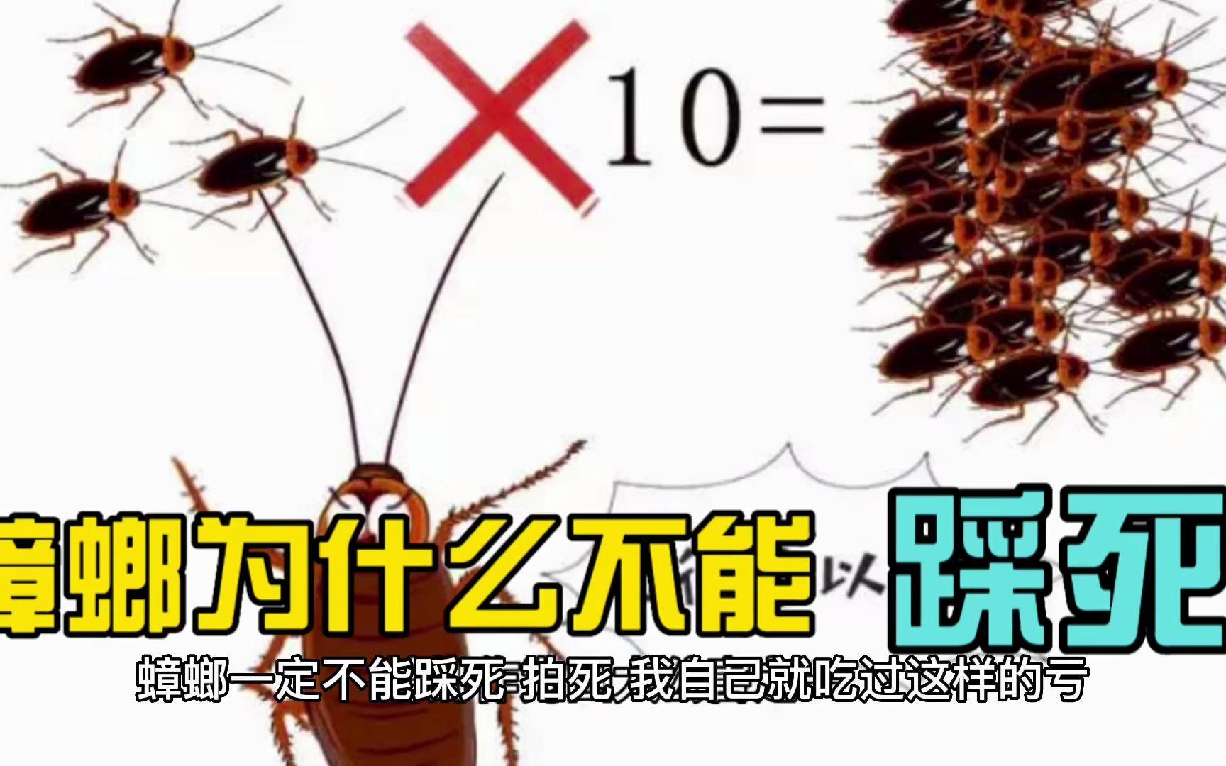 为什么蟑螂不能踩死？真相到底是什么？
