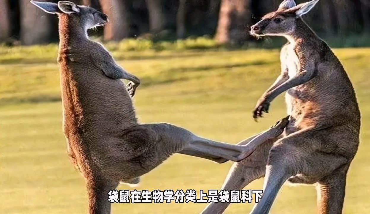 袋鼠的攻击力到底有多强？遇到袋鼠可以装死吗？...