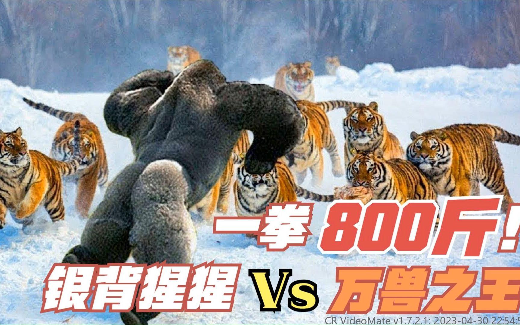 银背大猩猩如此强大，在野外如果遇到老虎能打过吗？...