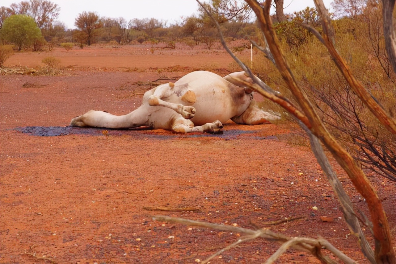 为什么沙漠中渴死的骆驼不能碰？真相竟然是这样！