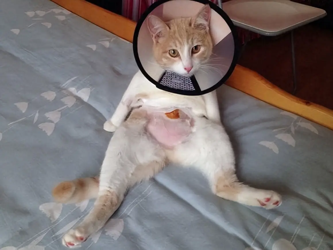 猫科动物交配,声音为何都如此凄惨?...