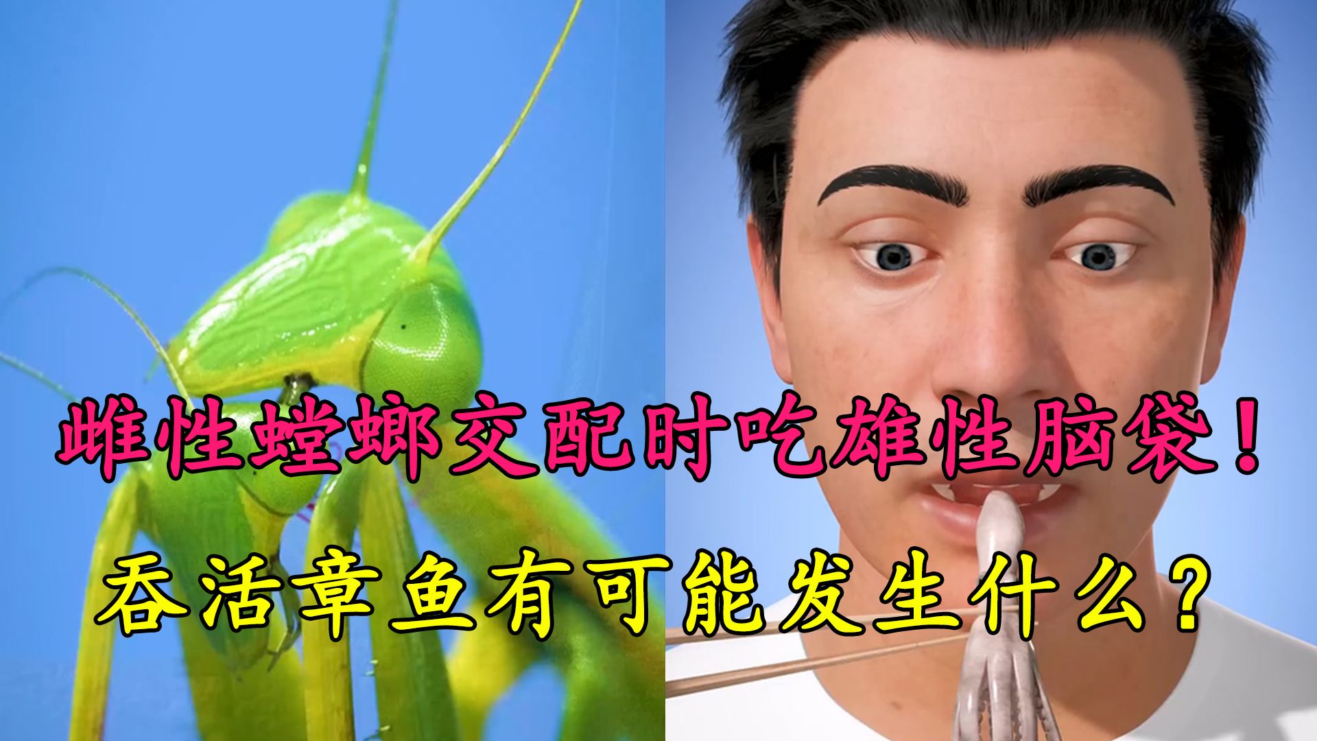 新发现：雄性螳螂不再卑微，与雌性螳螂正面对抗争取一...