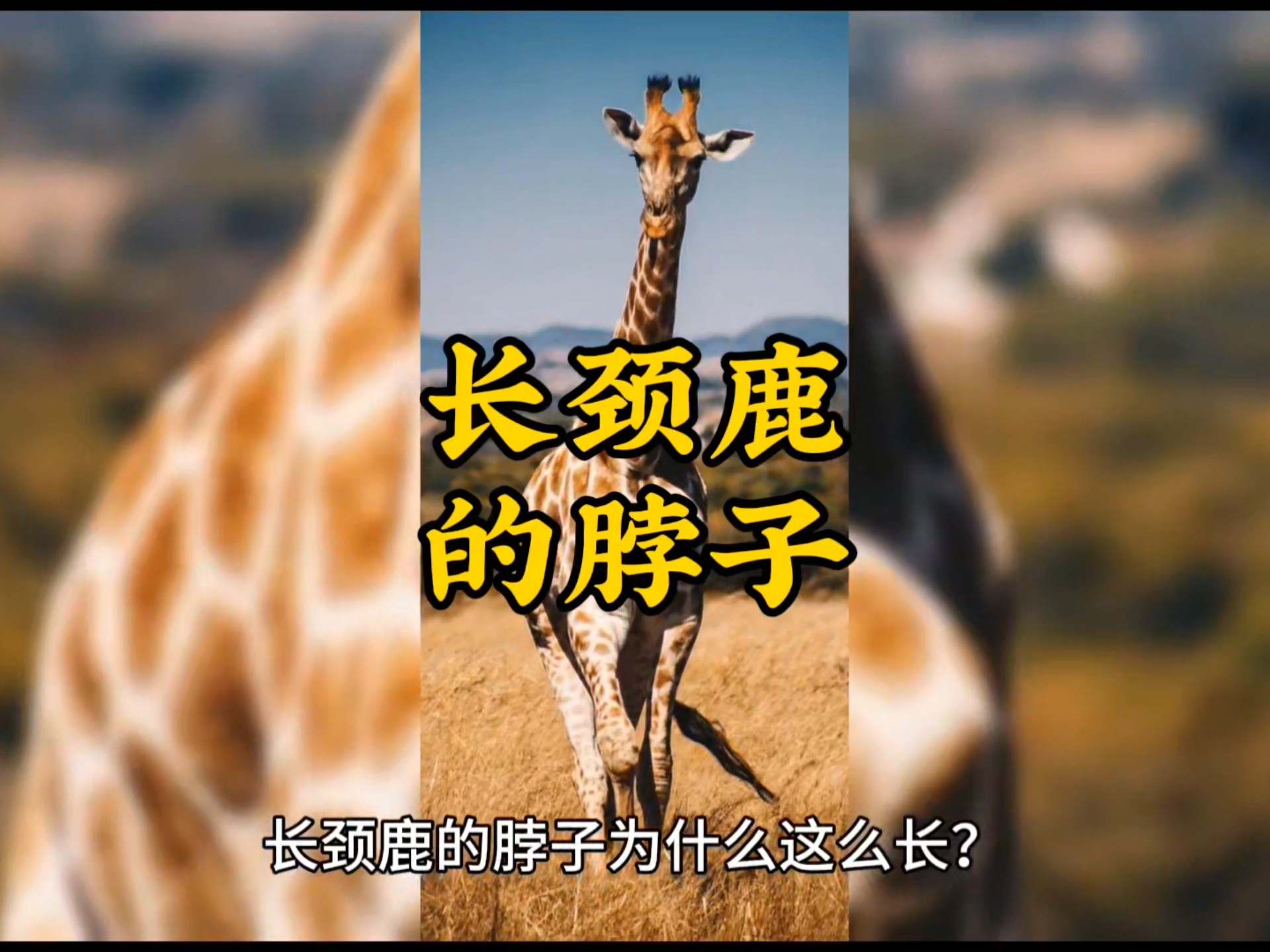 长颈鹿脖子为什么那么长 进化论如何解释长颈鹿长颈