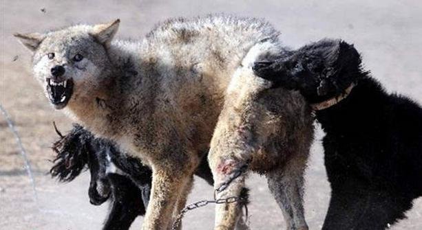 为什么狼群不敢攻击有牧羊犬保护的羊群？狼真的怕牧羊犬吗？