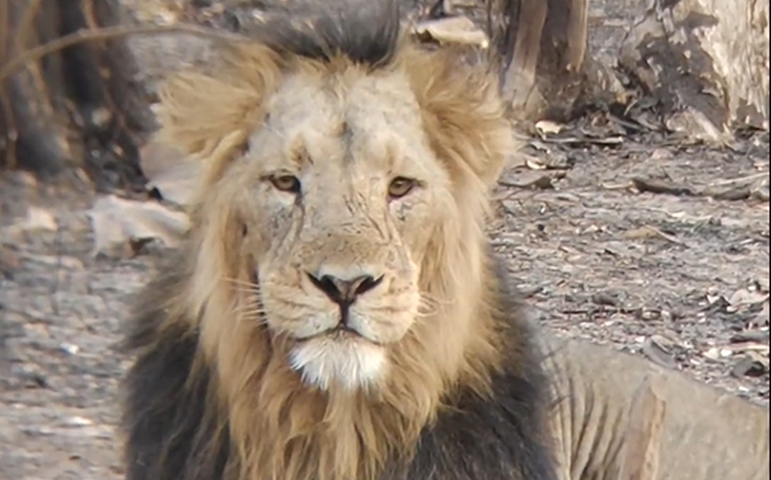 为什么野生亚洲狮数量一度濒临灭绝？背后原因和保护措施是什么？