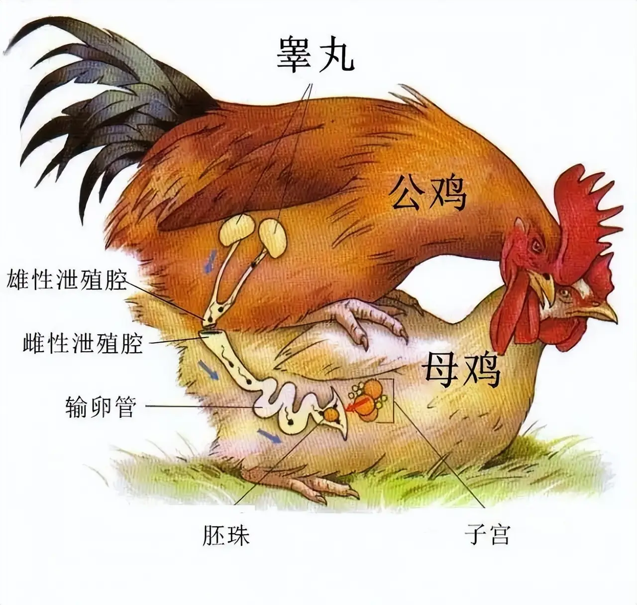 母鸡为什么不和公鸡交配也能下蛋？公鸡到底有什么用？