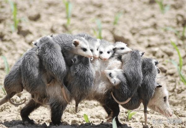 动物求偶过程中，大多数都是雄性打扮自己，人类为何恰...