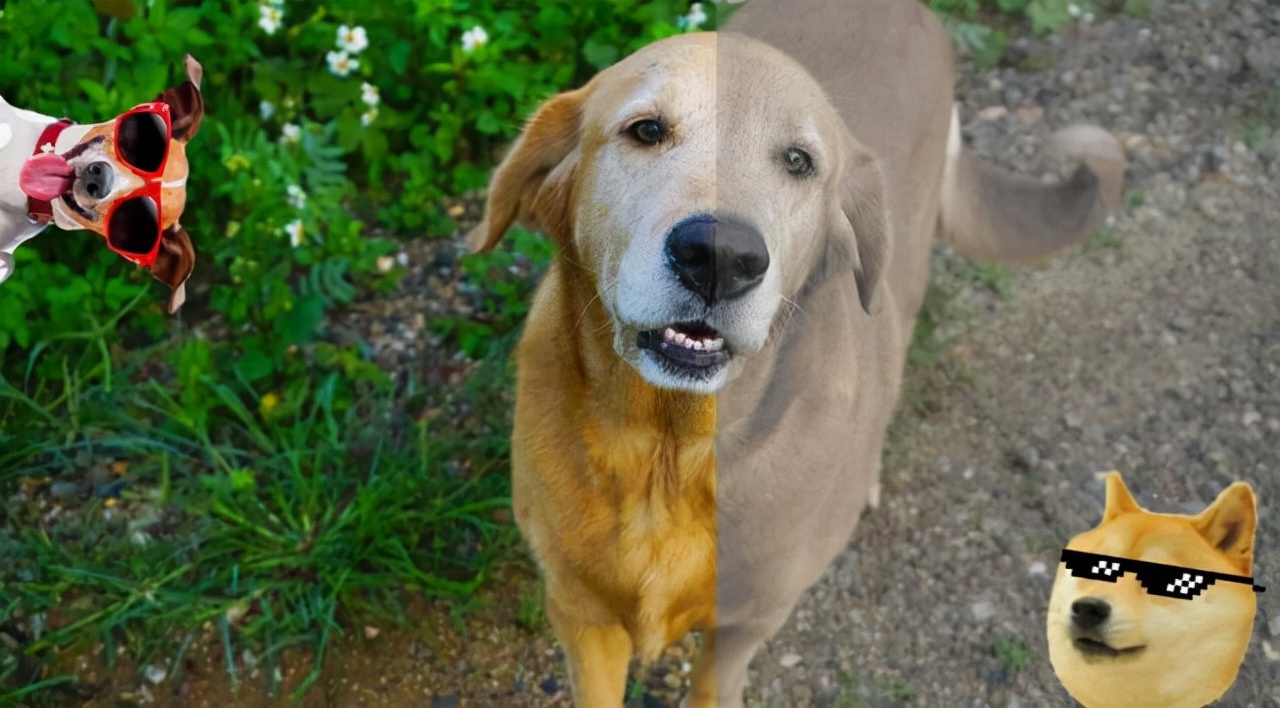 狗真的能看到人类看不到的东西吗？揭秘背后的真相！