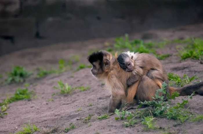 野生动物生下来就走路,为什么人类幼崽毫无生存力,难...