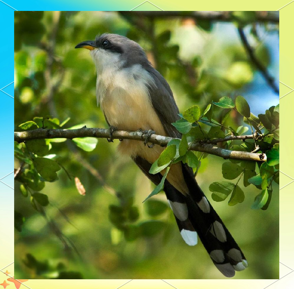 为什么大家都说布谷鸟超“残忍”？你真的了解它吗？