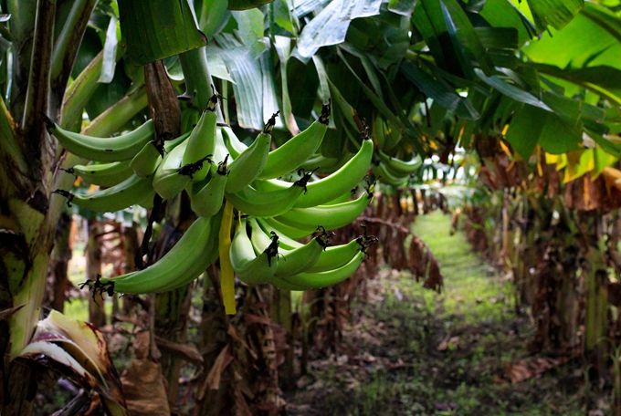 香蕉真的将在2050年消失吗?...