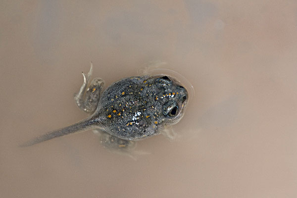 地球上最大“蝌蚪”，卫星拍摄下它的身影，为何令科学...