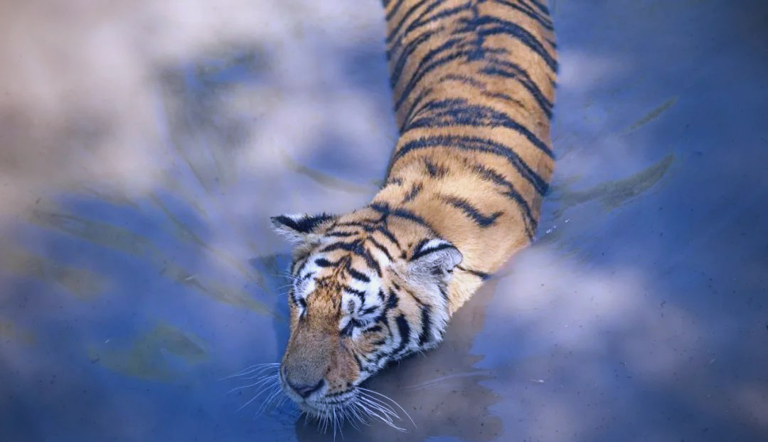 当年放养到非洲大草原上的华南虎，它们后来到底怎么样了？