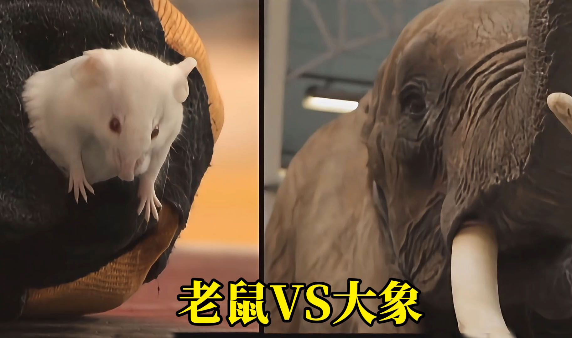 老鼠真能钻进大象鼻子？如果不能，那大象为何还怕老鼠...