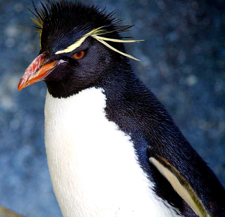 人类为何要捕杀"北极企鹅"大海雀？...