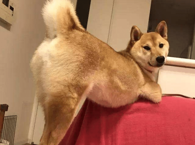 为什么动物在便便之后不需要擦屁股,而人类却不行?...