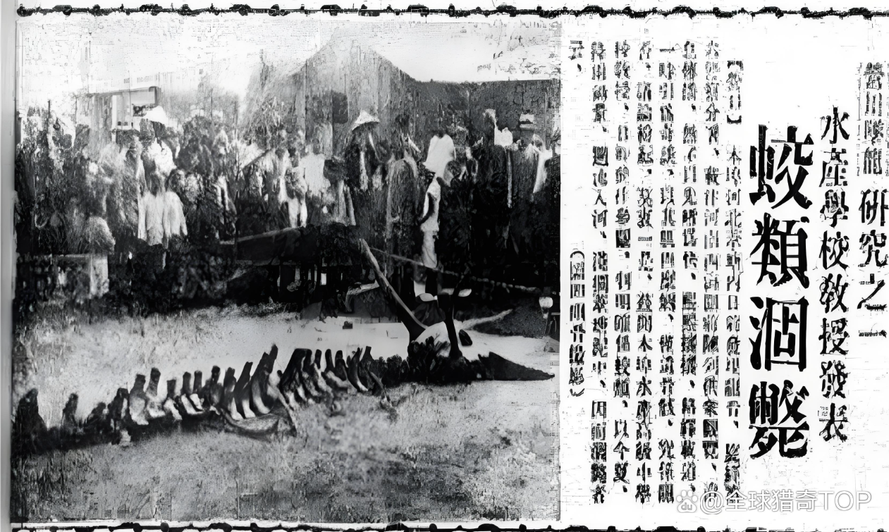 1934年营口坠龙真相 鲸鱼骨骼引发的乌龙事件