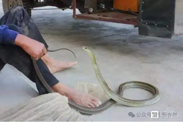 一住就是15年！52岁女子与蛇同眠，蛇为何不发动攻...