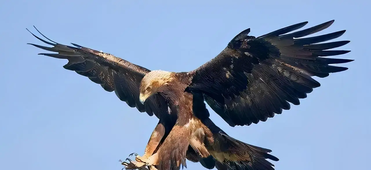 翼展达7米,体重70公斤,这种史上最大的猛禽真的以...