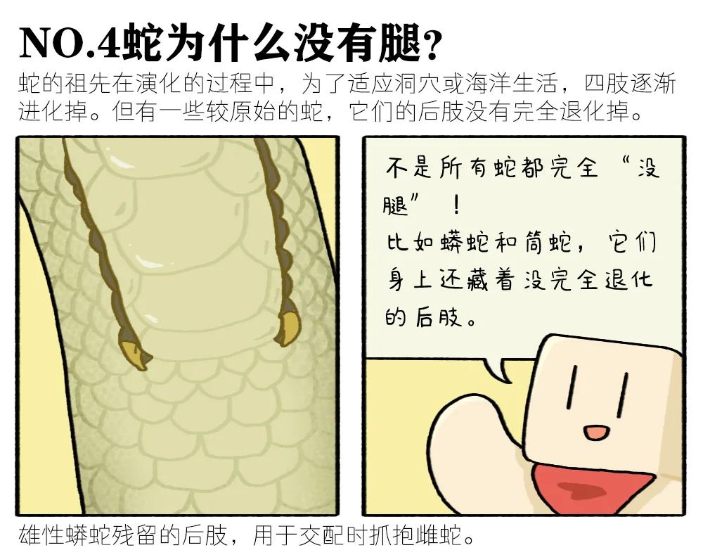 赵尔庄蛇是怎么回事？为何村民围观祭拜大蛇？