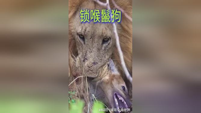 几条斑鬣狗才可以打败一条东北虎...