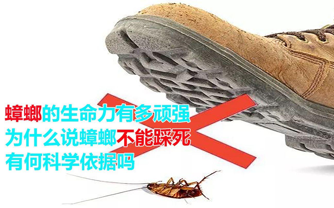 网上说蟑螂不能踩死，有何科学依据？...