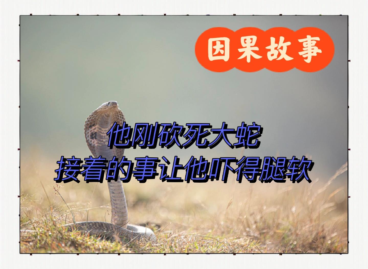 蛇真的会记仇并且实施报复吗？蛇类到底有多可怕？...