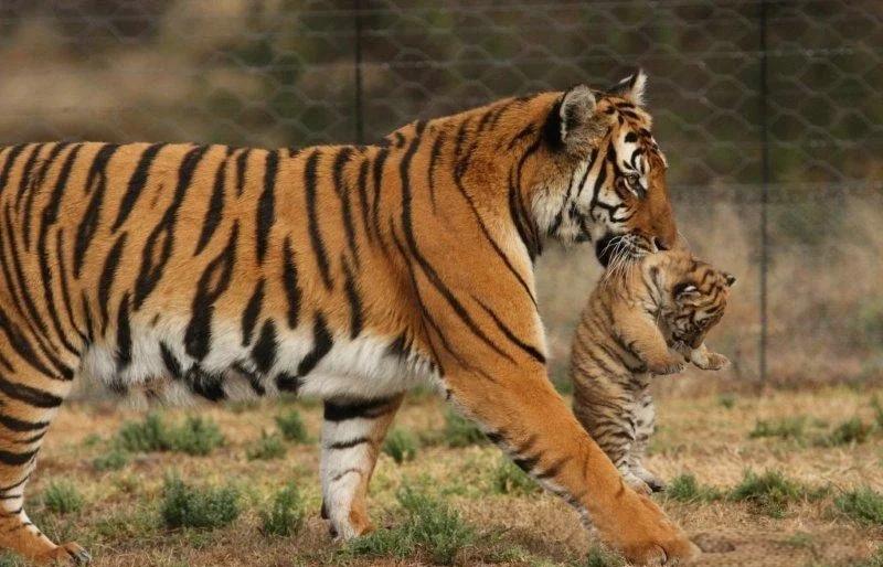 华南虎非洲野化现状 当年送往非洲的老虎怎么样了