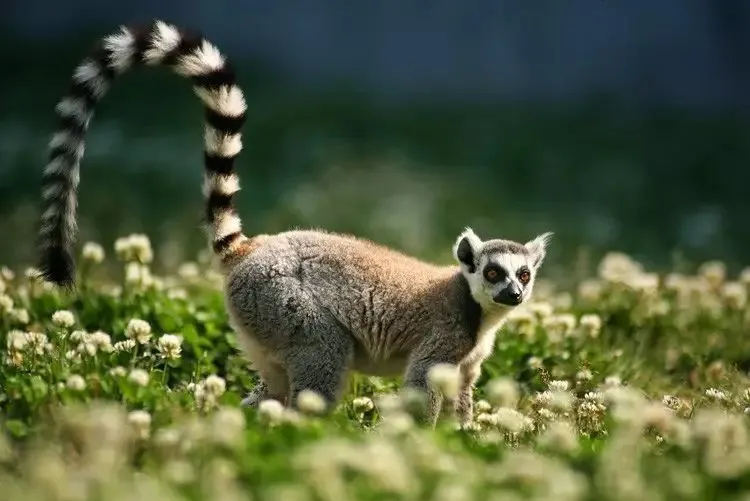 地球上真的还藏着哪些神秘的灵长类新物种吗？