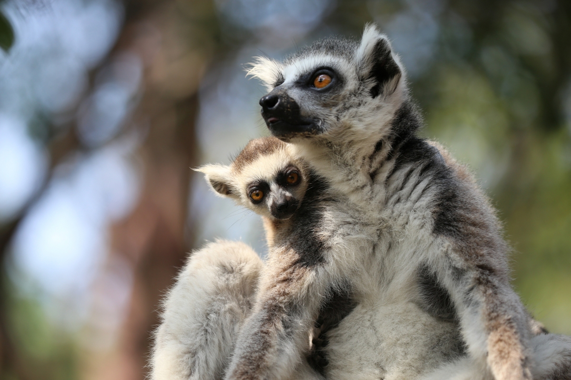 科学家发现新物种，灵长类动物再添新成员，为何令人担...