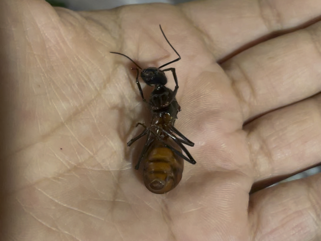 如果“蚁后”死了，剩下的蚂蚁会变得怎么样？...