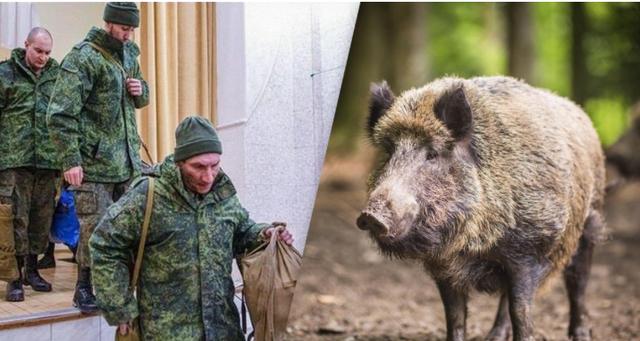 家猪放生会变成野猪吗 家猪野化真相揭秘