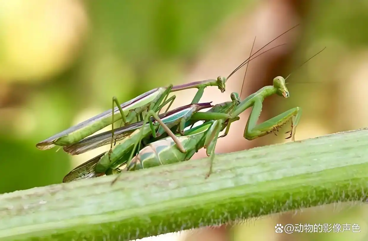 雄螳螂交尾完以后会被雌性吃掉,它为什么不逃跑?...