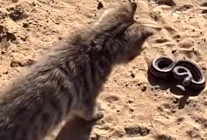 猫咪不怕蛇原因 蛇不敢攻击猫真相
