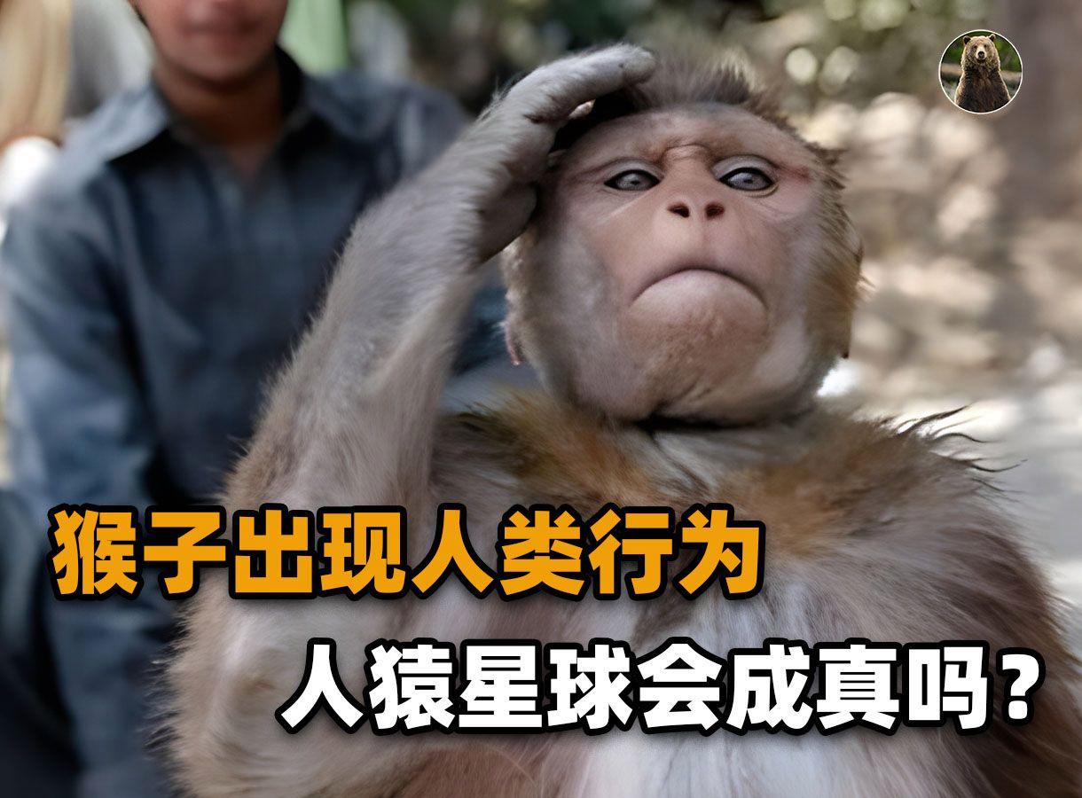 黑猩猩也会使用工具，为什么没有进化出智慧文明？...