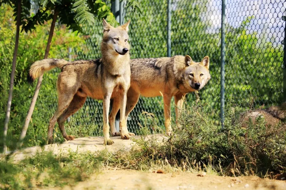 “一夫一妻”的动物，它们一生能经受住其他异性，交配...