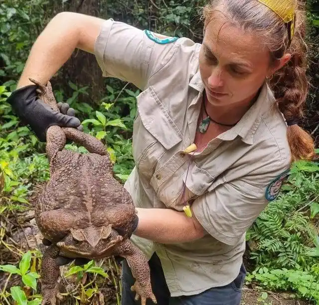 太神奇！澳洲外来物种海蟾蜍，不用人类控制数量，靠“...