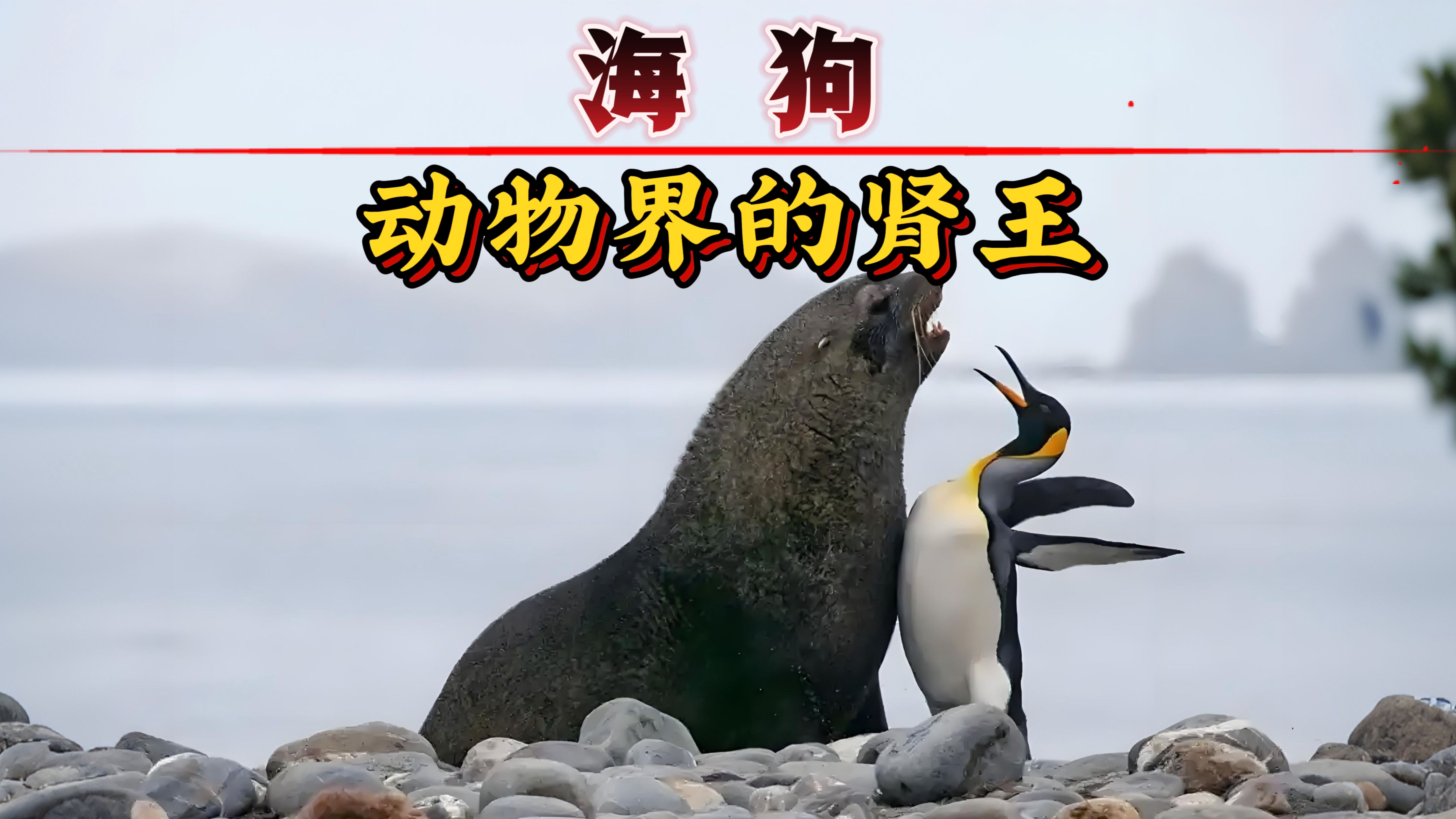 繁殖期海狗为什么喜欢“强上”企鹅？...