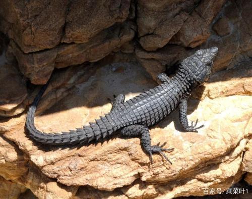 地球上的生物中，有没有跟龙长得很像的？...